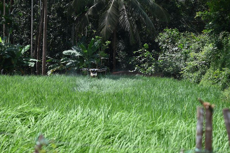 Agricultural spray drone releasing a fine mist over a green paddy field next to coconut palms