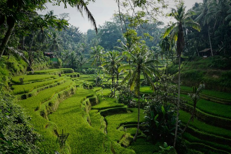 Terasering sawah hijau berpadu pohon kelapa di Tegallalang, Bali