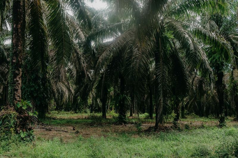 Kebun kelapa sawit yang rapat dengan tanaman penutup tanah hijau di antara batang